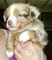 Roo, a male Toy Australian Shepherd for sale in Blacksburg, SC – 3 of 9