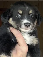 Wren, a female Miniature Australian Shepherd for sale in Blacksburg, SC – 3 of 7