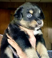 Wyatt, a male Miniature Australian Shepherd for sale in Blacksburg, SC – 4 of 5