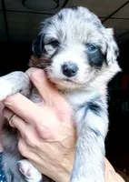 Nala, a female Australian Shepherd for sale in Blacksburg, SC – 4 of 6