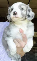 Juno, a female Australian Shepherd for sale in Blacksburg, SC – 5 of 7
