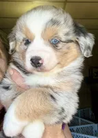 Lumi, a female Miniature Australian Shepherd for sale in Blacksburg, SC – 5 of 6