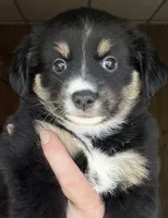 Wren, a female Miniature Australian Shepherd for sale in Blacksburg, SC – 7 of 7
