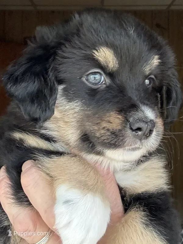 Wynne – Miniature Australian Shepherd puppy for sale in Blacksburg, SC