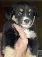 Wren, a female Miniature Australian Shepherd for sale in Blacksburg, SC – 2 of 7