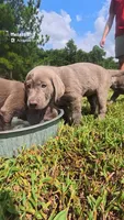 Pink Silver, a female Labrador Retriever for sale in Laurens, SC – 7 of 10