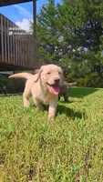 Pink Silver, a female Labrador Retriever for sale in Laurens, SC – 2 of 10