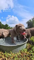 Pink Silver, a female Labrador Retriever for sale in Laurens, SC – 3 of 10