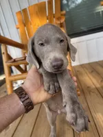 Pink Silver, a female Labrador Retriever for sale in Laurens, SC – 10 of 10