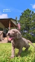 Pink Silver, a female Labrador Retriever for sale in Laurens, SC – 6 of 10