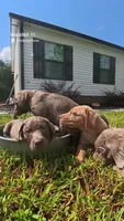 Pink Silver, a female Labrador Retriever for sale in Laurens, SC – 4 of 10