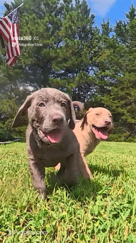 Pink Silver – Labrador Retriever puppy for sale in Laurens, SC