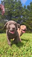 Pink Silver, a female Labrador Retriever for sale in Laurens, SC – 1 of 10