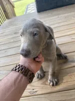 Pink Silver, a female Labrador Retriever for sale in Laurens, SC – 8 of 10