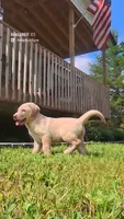 Pink Silver, a female Labrador Retriever for sale in Laurens, SC – 5 of 10