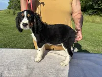 AKC Tri-colored  English Springer Spaniel Pup, a female English Springer Spaniel for sale in Shepherdsville, KY – 8 of 8