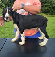 Buster, a male English Springer Spaniel for sale in Shepherdsville, KY – 6 of 6