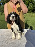 AKC Tri-colored  English Springer Spaniel Pup, a female English Springer Spaniel for sale in Shepherdsville, KY – 3 of 8
