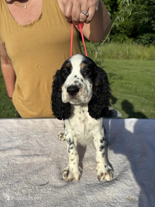 AKC Tri-colored  English Springer Spaniel Pup – English Springer Spaniel puppy for sale in Shepherdsville, KY