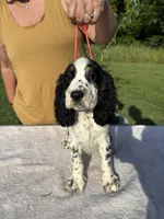 AKC Tri-colored  English Springer Spaniel Pup, a female English Springer Spaniel for sale in Shepherdsville, KY – 1 of 8
