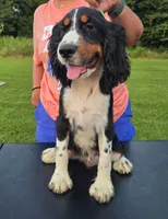Buster, a male English Springer Spaniel for sale in Shepherdsville, KY – 4 of 6
