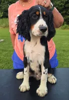 Buster, a male English Springer Spaniel for sale in Shepherdsville, KY – 5 of 6