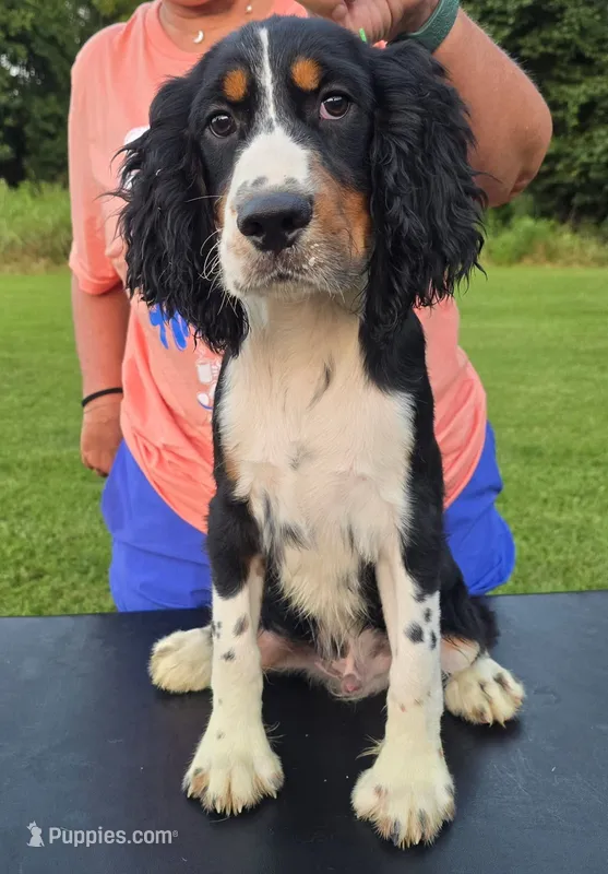 Buster – English Springer Spaniel puppy for sale in Shepherdsville, KY