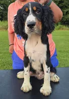 Buster, a male English Springer Spaniel for sale in Shepherdsville, KY – 1 of 6