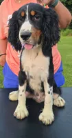 Buster, a male English Springer Spaniel for sale in Shepherdsville, KY – 3 of 6