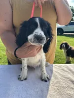 AKC Tri-colored  English Springer Spaniel Pup, a female English Springer Spaniel for sale in Shepherdsville, KY – 2 of 8