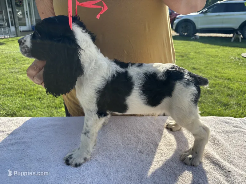 AKC Tri-colored  English Springer Spaniel Pup – English Springer Spaniel puppy for sale in Shepherdsville, KY