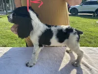 AKC Tri-colored  English Springer Spaniel Pup, a female English Springer Spaniel for sale in Shepherdsville, KY – 5 of 8