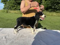 AKC Tri-colored  English Springer Spaniel Pup, a female English Springer Spaniel for sale in Shepherdsville, KY – 7 of 8