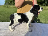 AKC Tri-colored  English Springer Spaniel Pup, a female English Springer Spaniel for sale in Shepherdsville, KY – 4 of 8