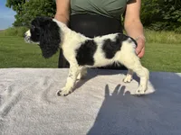 AKC Tri-colored  English Springer Spaniel Pup, a female English Springer Spaniel for sale in Shepherdsville, KY – 6 of 8
