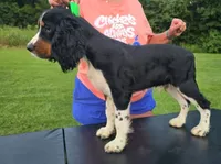 Buster, a male English Springer Spaniel for sale in Shepherdsville, KY – 2 of 6