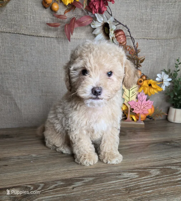 Otto – Maltipoo puppy for sale in Goldsboro, NC