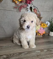 Otto, a male Maltipoo for sale in Goldsboro, NC – 1 of 3