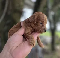 Sunny, a female Poodle - Toy  for sale in Goldsboro, NC – 4 of 4
