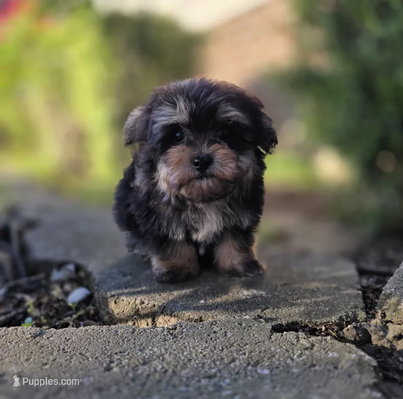Kobe – Maltipoo puppy for sale in Goldsboro, NC