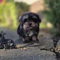 Kobe, a male Maltipoo for sale in Goldsboro, NC – 1 of 5