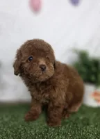 Brook, a male Poodle - Toy  for sale in Goldsboro, NC – Photo 3 of 3