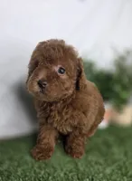 Brook, a male Poodle - Toy  for sale in Goldsboro, NC – Photo 1 of 3