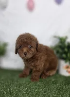 Brook, a male Poodle - Toy  for sale in Goldsboro, NC – Photo 2 of 3