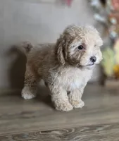 Otto, a male Maltipoo for sale in Goldsboro, NC – 3 of 3