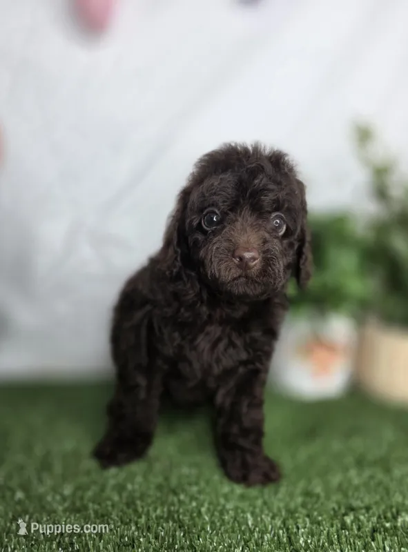 Eren – Poodle - Toy  puppy for sale in Goldsboro, NC