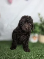 Eren, a male Poodle - Toy  for sale in Goldsboro, NC – Photo 1 of 4