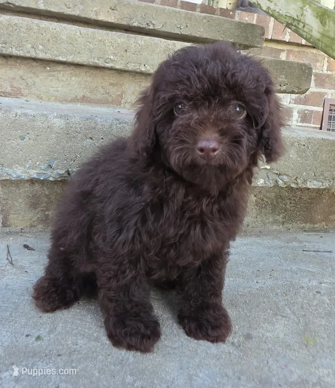 Eren – Poodle - Toy  puppy for sale in Goldsboro, NC