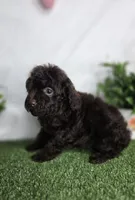 Eren, a male Poodle - Toy  for sale in Goldsboro, NC – Photo 2 of 4