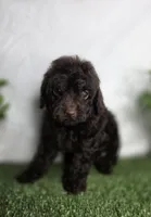 Eren, a male Poodle - Toy  for sale in Goldsboro, NC – Photo 3 of 4